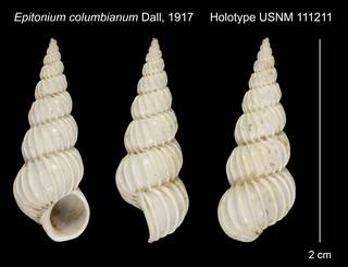 To NMNH Extant Collection (Epitonium columbianum Dall, 1917 Holotype USNM 111211)