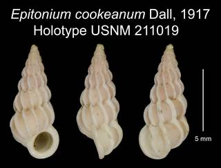 To NMNH Extant Collection (Epitonium cookeanum Dall, 1917 Holotype USNM 211019)