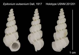 To NMNH Extant Collection (Epitonium eutaenium Dall, 1917 Holotype USNM 201201)