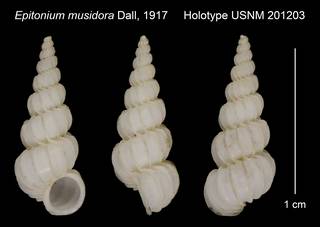 To NMNH Extant Collection (Epitonium musidora Dall, 1917 Holotype USNM 201203)