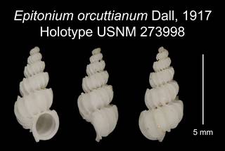 To NMNH Extant Collection (Epitonium orcuttianum Dall, 1917 Holotype USNM 273998)