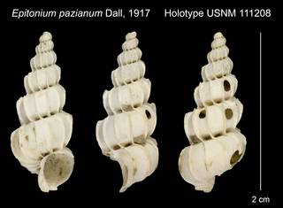 To NMNH Extant Collection (Epitonium pazianum Dall, 1917 Holotype USNM 111208)