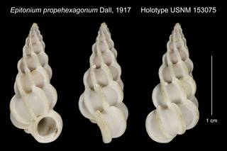 To NMNH Extant Collection (Epitonium propehexagonum Dall, 1917 Holotype USNM 153075)