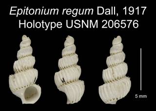 To NMNH Extant Collection (Epitonium regum Dall, 1917 Holotype USNM 206576)