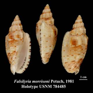 To NMNH Extant Collection (Falsilyria morrisoni Petuch, 1981 Holotype USNM 784485)