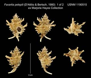 To NMNH Extant Collection (Favartia pelepili (D'Attilio & Bertsch, 1980) USNM 1190515 ex Marjorie Hayes Collection)
