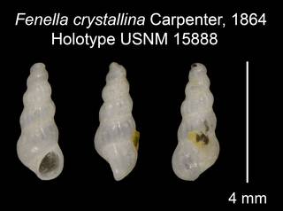 To NMNH Extant Collection (Fenella crystallina Carpenter, 1864 Holotype USNM 15888)