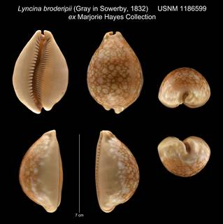 To NMNH Extant Collection (Lyncina broderipii (Gray in Sowerby, 1832) USNM 1186599 ex Marjorie Hayes Collection)
