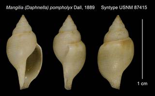 To NMNH Extant Collection (Mangilia (Daphnella) pompholyx Dall, 1889 Syntype USNM 87415)