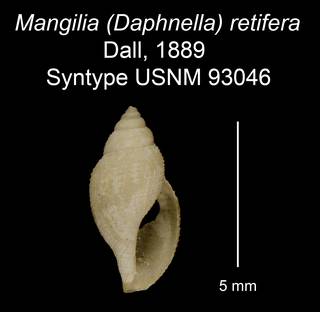 To NMNH Extant Collection (Mangilia (Daphnella) retifera Dall, 1889 Syntype USNM 93046)