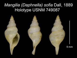 To NMNH Extant Collection (Mangilia (Daphnella) sofia Dall, 1889 Holotype USNM 749087)