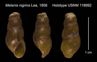 To NMNH Extant Collection (Melania nigrina Lea, 1856 Holotype USNM 118992)