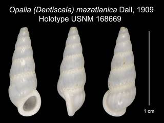 To NMNH Extant Collection (Opalia (Dentiscala) mazatlanica Dall, 1909 Holotype USNM 168669)