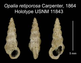 To NMNH Extant Collection (Opalia retiporosa Carpenter, 1864 Holotype USNM 11843)