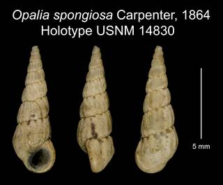 To NMNH Extant Collection (Opalia spongiosa Carpenter, 1864 Holotype USNM 14830)