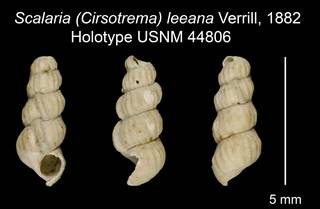 To NMNH Extant Collection (Scalaria (Cirsotrema) leeana Verrill, 1882 Holotype USNM 44806)