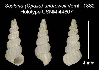 To NMNH Extant Collection (Scalaria (Opalia) andrewsii Verrill, 1882 Holotype USNM 44807)