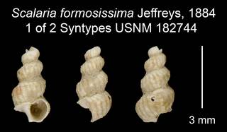 To NMNH Extant Collection (Scalaria formosissima Jeffreys, 1884 Syntype USNM 182744)