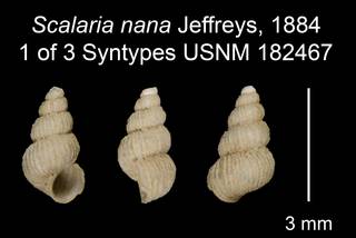 To NMNH Extant Collection (Scalaria nana Jeffreys, 1884 Syntype USNM 182467)