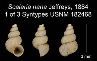 To NMNH Extant Collection (Scalaria nana Jeffreys, 1884 Syntype USNM 182468)