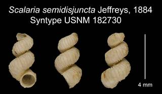 To NMNH Extant Collection (Scalaria semidisjuncta Jeffreys, 1884 Syntype USNM 182730)