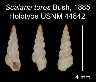 To NMNH Extant Collection (Scalaria teres Bush, 1885 Holotype USNM 44842)
