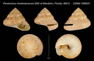 To NMNH Extant Collection (Perotrochus charlestonensis SSE of Marathon, Florida, 980 ft USNM 1080831)