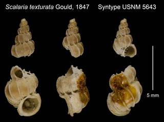 To NMNH Extant Collection (Scalaria texturata Gould, 1847 Holotype USNM 5643)