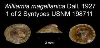 To NMNH Extant Collection (Williamia magellanica Dall, 1927 Holotype USNM 198711)