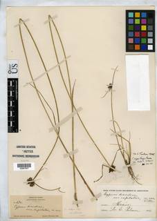 To Cyperus_diandrus.capitatus_NMNH82721_type_1