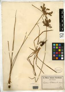 To NMNH Botany Collections (Cyperus hillebrandii NMNH809180 type 1)