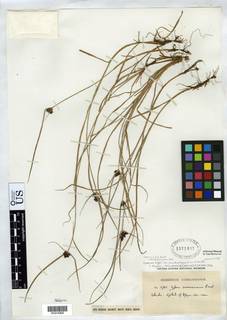 To Cyperus_niger.pseudoelegantulus_NMNH1571407_type_1