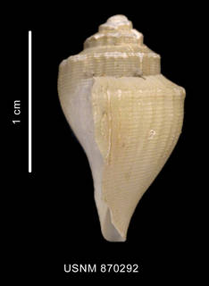 To NMNH Extant Collection (Paradmente percarinata Powell, 1951 shell lateral view)
