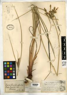 To NMNH Botany Collections (Cyperus pringlei NMNH32136 type 1)