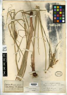 To NMNH Botany Collections (
Cyperus pringlei NMNH32135 type 1)