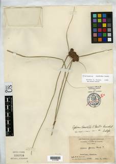 To NMNH Botany Collections (Cyperus howellii NMNH3202729 type 1)