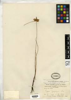 To NMNH Botany Collections (Cyperus lanceolatus subunioloides NMNH1199658 type 1)