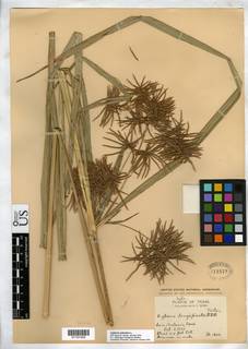 To Cyperus_longispicatus_NMNH411572_type_1