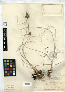 To Cyperus_fendlerianus.major_NMNH3201155_type_1