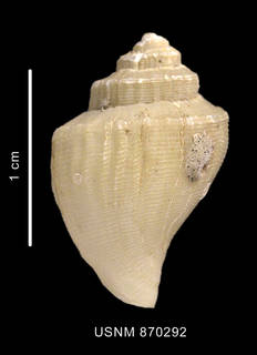 To NMNH Extant Collection (Paradmente percarinata Powell, 1951 shell dorsal view)