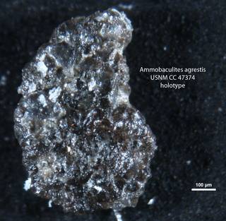 To NMNH Paleobiology Collection (Ammobaculites agrestis USNM CC 47374)