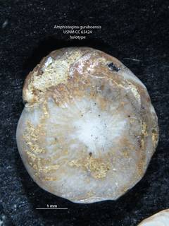To NMNH Paleobiology Collection (Amphistegina guraboensis CC 63424 holo s2)