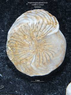 To NMNH Paleobiology Collection (Amphistegina guraboensis CC 63424 holo)