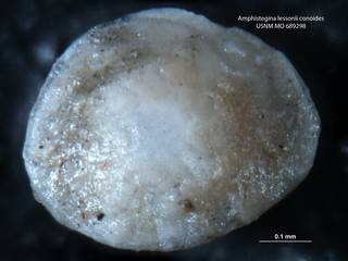 To NMNH Paleobiology Collection (Amphistegina lessoni conoides USNM MO 689298 s1)