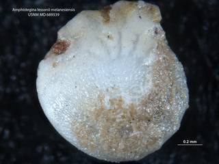 To NMNH Paleobiology Collection (Amphistegina lessonii melanesiensis USNM 689339)