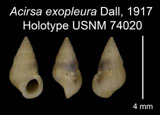 To NMNH Extant Collection (Acirsa exopleura Dall, 1917 Holotype USNM 74020)