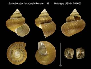 To NMNH Extant Collection (Bathybembix humboldti Rehder, 1971 Holotype USNM 701665)