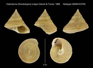 To NMNH Extant Collection (Calliostoma (Kombologion) oregon Clench & Turner, 1960 Holotype USNM 612705)