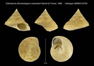 To NMNH Extant Collection (Calliostoma (Kombologion) rosewateri Clench & Turner, 1960 Holotype USNM 612704)