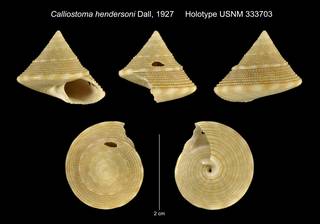 To NMNH Extant Collection (Calliostoma hendersoni Dall, 1927 Holotype USNM 333703)